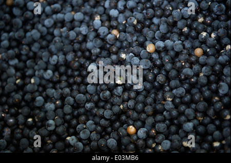 Harvest of dark fresh acai berries at farmers market in Nordeste Brazil Stock Photo