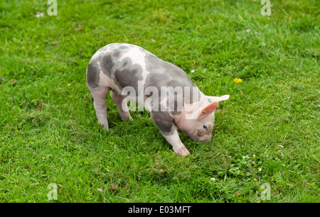 small piglet on a green grass Stock Photo
