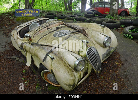 Mettmann, Germany. 27th Apr, 2014. A Jaguar race car (England) is on display in the Auto Sculpture Park operated by classic car specialist Michael Froehlich in Mettmann, Germany, 27 April 2014. 50 cars are parked to rot on Michael Froehlich's land. That is the way he wants it. The idea came to him in 1984. He shows not only the art of cars but also their transience. All cars were made in 1950 just like him. Photo: Horst Ossinger/dpa NO WIRE SERVICE/dpa/Alamy Live News Stock Photo