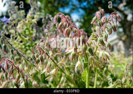 Starflower (Borago officinalis) Stock Photo