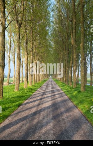tunnel road for bikes between tree rows Stock Photo