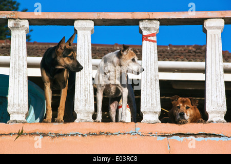 Three alert watchdogs on porch lookout Stock Photo