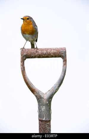 Robin perched on old garden fork handle against a white background Stock Photo