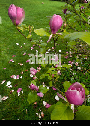 The garden of Monk's House, home to the writer Virginia Woolf Stock Photo