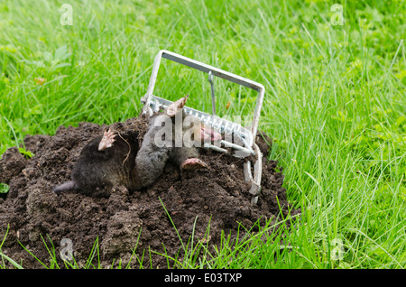 Dead mole animal caught with steel trap lie near mole hill. Stock Photo