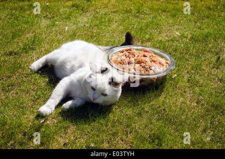 bowl full of raw marinated beef pieces in the meadow next lie big fat hungry white cat Stock Photo
