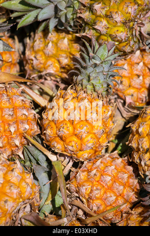 Pile of pineapples at the market Stock Photo - Alamy