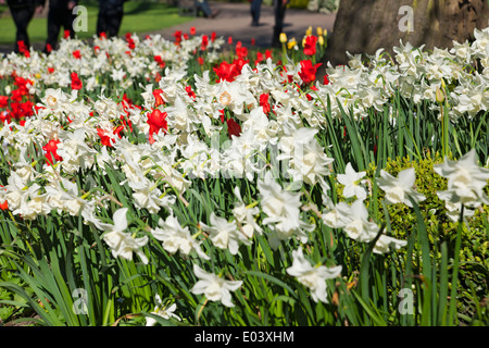 White narcissi narcissus flower flowering flowers and red tulips tulip in mixed border spring  garden England UK United Kingdom Stock Photo