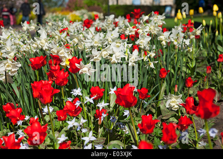 White narcissi narcissus flower flowering flowers and red tulips tulip in mixed border spring garden England UK United Kingdom Stock Photo