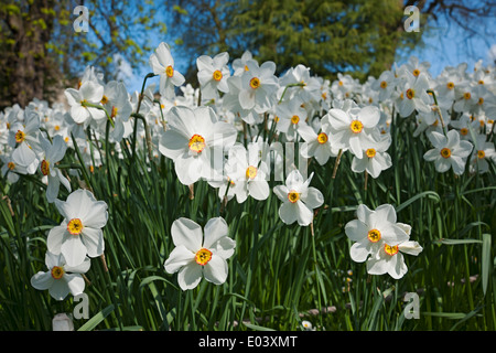 White flowers Narcissi narcissus close up flower flowering in spring garden England UK United Kingdom GB Great Britain Stock Photo