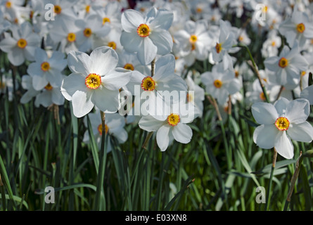 Close up of white Narcissi narcissus flower flowering flowers in spring England UK United Kingdom GB Great Britain Stock Photo