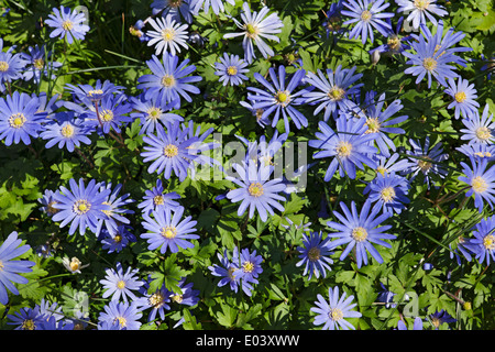 Close up of Blue anemone flowers anemones flower flowering in spring garden England UK United Kingdom GB Great Britain Stock Photo