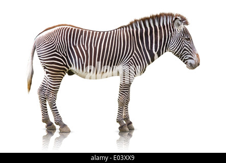 Side view of a Zebra isolated on white Stock Photo