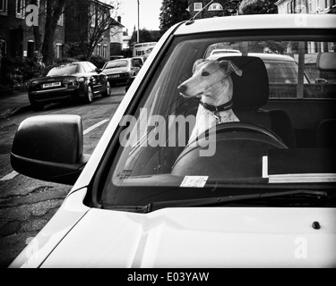 Dog sitting behind steering wheel seems to be driving the car Stock Photo