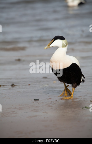 somateria mollissima common eider male duck seahouses harbour northumberland uk Stock Photo