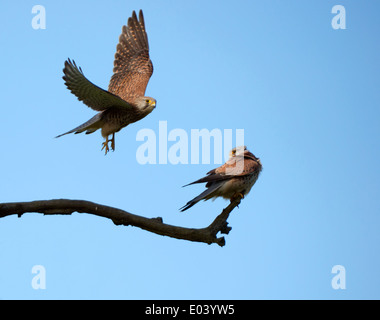 Wild female Kestrel (Falco tinnunculus) in flight with male perched in evening sunlight Stock Photo