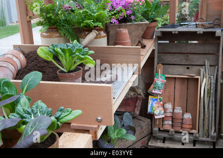 Gabriel Ash Greenhouse interior potting shed with pak choi growing in old terracotta pots gardening without plastic RHS Chelsea flower show 2013 UK Stock Photo