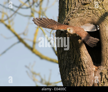 Wild female Kestrel, Falco tinnunculus taking off from nest Stock Photo