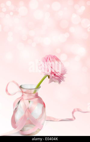 buttercup ranunculus in glass vase on pink background Stock Photo