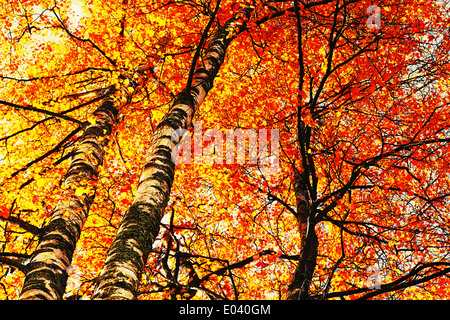 Yellow-red birches in the fall Stock Photo