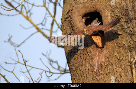 Wild female Kestrel, Falco tinnunculus taking off from nest Stock Photo