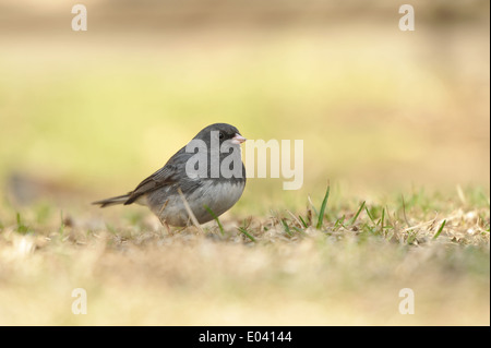 Dark-eyed Junco (Junco hyemalis) on the ground. Stock Photo