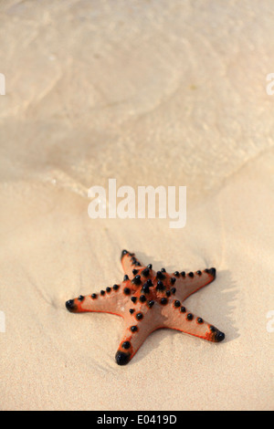 Philippines, Palawan, Culion Island, Starfish Stock Photo