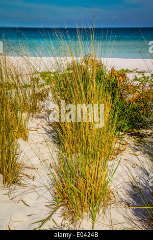 Sand dune grasses on the white sandy beach of Anna Maria Island, Florida Stock Photo