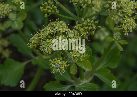 Close detail of the flowers of Alexanders / Smyrnium olusatrum. Edible wild plant. Cow parsley family. Stock Photo