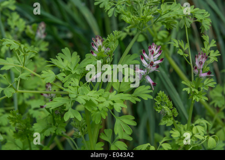 Common Fumitory / Fumaria officinalis - flowers and foliage. Stock Photo