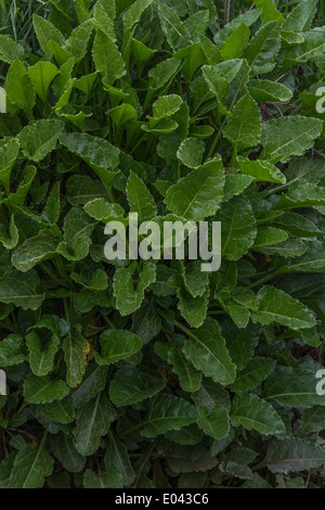 Foliage of Sea Beet - Beta vulgaris maritima. Foraging and dining on the wild concept. Stock Photo