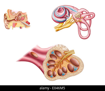 Anatomy of the cochlear duct in the human ear. Stock Photo