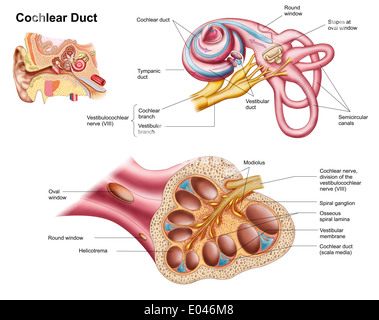 Anatomy of the cochlear duct in the human ear. Stock Photo