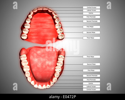 Human teeth structure with labels. Stock Photo