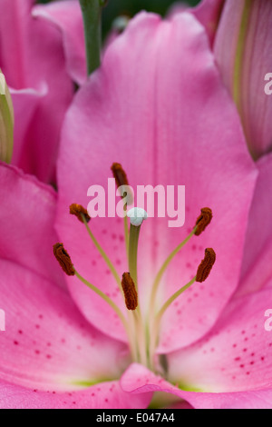 Lilium 'Homerus' flower. Close up of oriental lily.