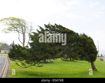 A windswept yew tree by the seafront in Clevedon, England, UK Stock Photo