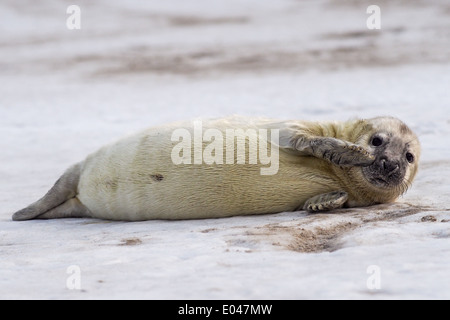A young Grey Seal (Halichoerus grypus) pup waiting for its' mother to return from sea Stock Photo