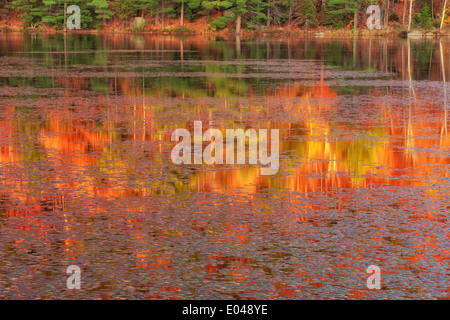 Reflection of Fall Foliage in Little Pond in Truman New York within the Adirondack Park Stock Photo