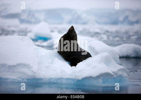 juvenile fur seal looking up stretching exaggerating size floating on iceberg in Fournier Bay Antarctica