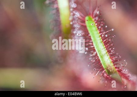 macro shot of a carnivorous plant named Drosera Stock Photo