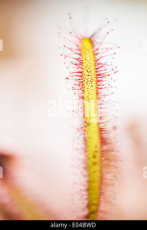 macro shot of a carnivorous plant named Drosera Stock Photo