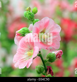 beautiful hollyhock flower or althaea Stock Photo