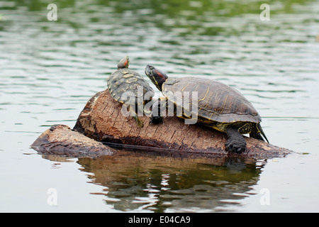 turtle on a pole in pond Stock Photo