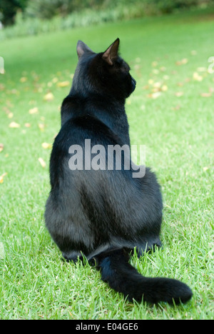 Back of Black Cat in the outdoors. Stock Photo