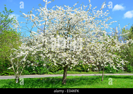 Tree in blossom, Station Approach, Virginia Water, Surrey, England, United Kingdom Stock Photo