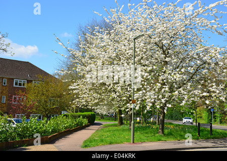 Tree in blossom, Station Approach, Virginia Water, Surrey, England, United Kingdom Stock Photo