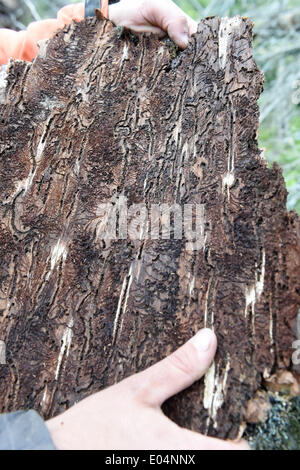 Ruhestein, Germany. 14th Apr, 2014. Forest manager Thomas Gamio of the Nordschwarzwald national park (North Black Forest National Park), presents a piece of a tree bark infested with bark beetles in the national park near Ruhestein, Germany, 14 April 2014. Equipped with binoculars and GPS gear, a team of 12 staff have been mapping the areas of the forest infested with bark beetles, since 1 April 2014. Photo: Uli Deck/dpa/Alamy Live News Stock Photo