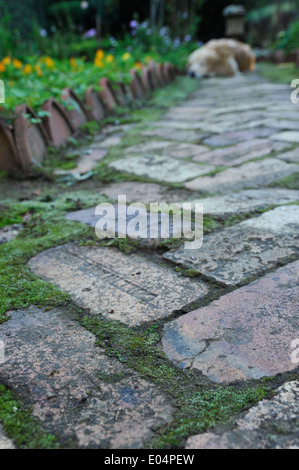 Rosetta, KwaZulu-Natal, South Africa, blur, close up, detail, moss covered brick paving in footpath of country garden, dog lying in background Stock Photo