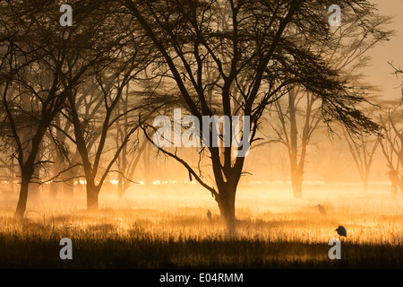 Sunrise on the banks of Lake Nakuru,Lake Nakuru National Park.Kenya Stock Photo