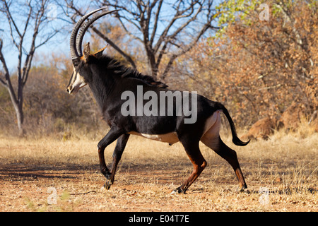 Sable antelope (Hippotragus niger).South Africa